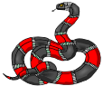 coral snake