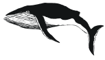 humpbacked whale
