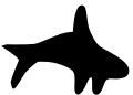 petroglyph killer whale