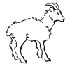 mountian goat