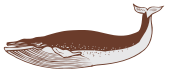 humpbacked whale