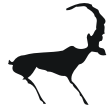 antelope petroglyph